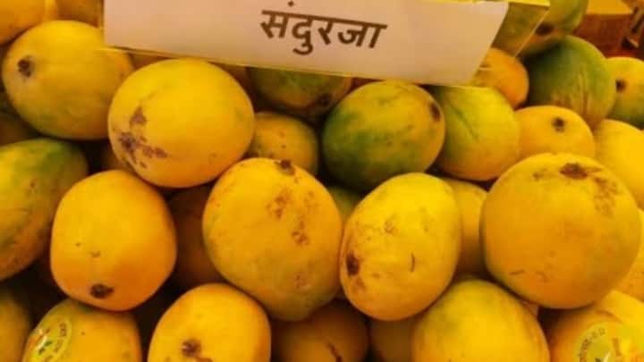 वहीं मध्य प्रदेश के रीवा का जीआई टैग प्राप्त सुंदरजा आम भी अब संयुक्त अरब अमीरात के लोगों की पहली पसंद बन गया है. इसे एक्सपोर्ट करने से एमपी के किसानों को घरेलू बाजार की तुलना में 40 से 50 परसेंट अधिक मुनाफा मिल रहा है. इसके अलावा आंध्र प्रदेश का बंगनपल्ली आम भी पानी के जहाज से पहली बार सिंगापुर भेजा गया है.