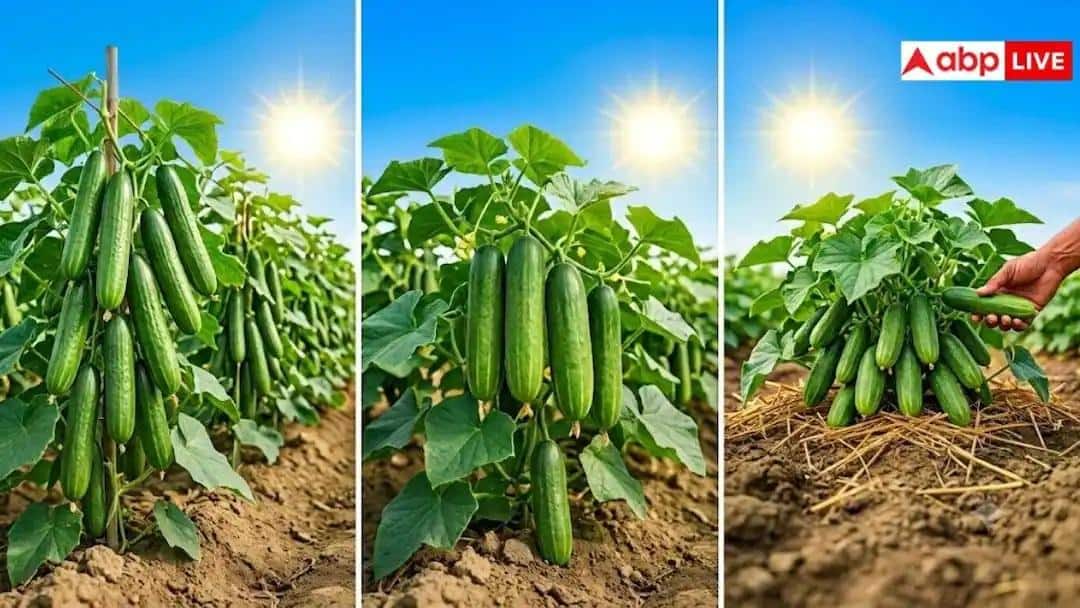 Agriculture: ખેડૂતો માટે બેસ્ટ છે આ ખેતી પાક, માત્ર 40 દિવસમાં જ કમાવી આપે છે તગડો નફો