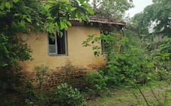 धुमाकूळ घालणाऱ्या अस्वलाला भरपावसात पकडलं; वन विभागाच्या टीमचं धाडस, लोकांनी सुटकेचा नि:श्वास सोडला