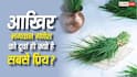 Ganesh Ji Mystery: भगवान गणेश को दूर्वा ही क्यों चढ़ाई जाती है? जानें इसके पीछे छिपे का रहस्य