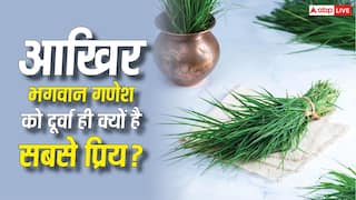 Ganesh Ji Mystery: भगवान गणेश को दूर्वा ही क्यों चढ़ाई जाती है? जानें इसके पीछे छिपे का रहस्य