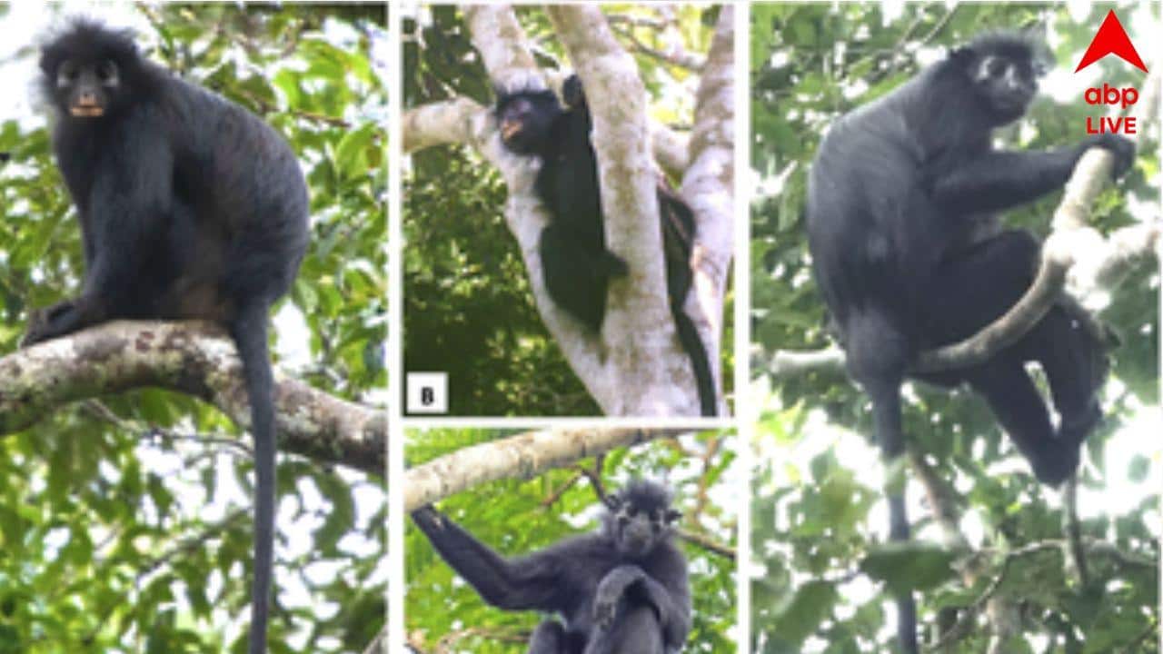 Monkey with Orange Lips: নতুন প্রজাতির বানরের সন্ধান মিলল, কমলা ঠোঁট, ঝাড়ুর মতো লেজ, বদলে যাবে বিবর্তনের ধারণাই?