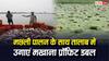 मखाना और मछली पालन बना किसानों के लिए फायदे का सौदा, एक तालाब से बढ़ी कमाई