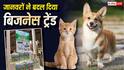 जापान में बच्चों से ज्यादा हुई जानवरों की संख्या, बदला बिजनेस ट्रेंड, कुत्ते-बिल्ली के डायपर बनाने वालों की बंपर कमाई