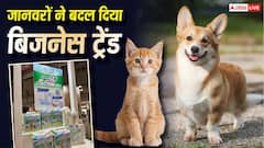 जापान में बच्चों से ज्यादा हुई जानवरों की संख्या, बदला बिजनेस ट्रेंड, कुत्ते-बिल्ली के डायपर बनाने वालों की बंपर कमाई
