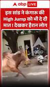 Viral Video: इस सांड ने कंगारू की हाई जंप को भी दे दी मात! देखकर हैरान रह गए लोग
