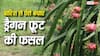 बारिश बन सकती है ड्रैगन फ्रूट की फसल की दुश्मन, समय रहते करें ये जरूरी काम