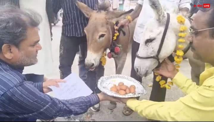 भटके मानसून को बुलाने के लिए हाल ही में सोशल मीडिया पर भोपाल की एक अनोखी घटना वायरल हो रही है. यहां लोग अच्छी बारिश के लिए गधे को गुलाब जामुन खिला रहे हैं. लोकमान्यता के अनुसार ऐसा करने पर ऐसा करने से इंद्रदेव प्रसन्न होते हैं