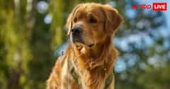 World Most Beautiful Dog Breeds : दुनिया की 5 सबसे खूबसूरत डॉग ब्रीड्स, जिन्हें देखते ही हो जाएगा प्यार