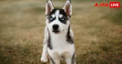 World Most Beautiful Dog Breeds : दुनिया की 5 सबसे खूबसूरत डॉग ब्रीड्स, जिन्हें देखते ही हो जाएगा प्यार