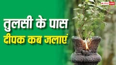 Tulsi Rules: जाने-अनजाने में आप भी तो नहीं कर रहे ये गलती? तुलसी के पास दीपक जलाने का सही समय जानिए