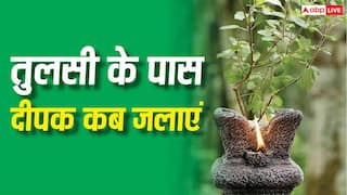 Tulsi Rules: जाने-अनजाने में आप भी तो नहीं कर रहे ये गलती? तुलसी के पास दीपक जलाने का सही समय जानिए