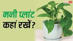 Money Plant : घर में मनी प्लांट रखने वाले एक बार जरूर पढ़ें, गलत दिशा में रखा पौधा नहीं माना जाता शुभ