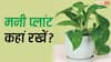 Money Plant : घर में मनी प्लांट रखने वाले एक बार जरूर पढ़ें, गलत दिशा में रखा पौधा नहीं माना जाता शुभ
