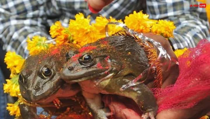 मेंढक-मेंढकी का विवाह- अच्छी बारिश के लिए ये लोकमान्यता सबसे प्रचलित है. सूखा पड़ने पर लोग नर और मादा मेंढ़क का प्रतीकात्मक विवाह कराते हैं। मान्यता है कि इससे इंद्र देव प्रसन्न होते हैं. ।म.प्र, यूपी, बिहार, झारखंड, छत्तीसगढ़, ओडिशा, असम में ये टोटका अपनाते हैं. सबसे प्रसिद्ध लोक परंपराओं में से एक है.