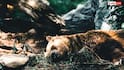 Bear Attack Survival: क्या सांस रोक कर लेट जाने से भालू सच में नहीं करता हमला, जानें क्या है इसके पीछे का सच?