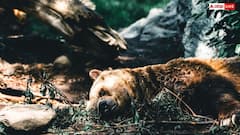 Bear Attack Survival: क्या सांस रोक कर लेट जाने से भालू सच में नहीं करता हमला, जानें क्या है इसके पीछे का सच?