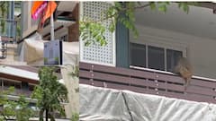Raj Thackeray House Monkey: राज ठाकरेंच्या शिवतीर्थवर माकडांची टोळी, थेट बाल्कनीत पोहोचले, पोलीस अन् फायरब्रिगेड घटनास्थळी