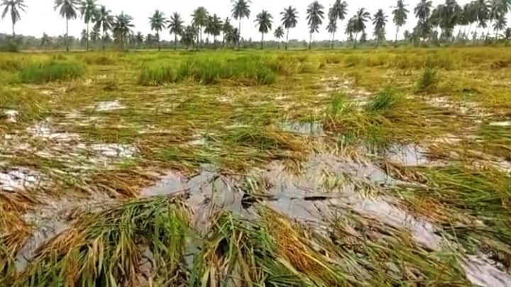 मुख्यमंत्री कार्यालय के अनुसार राजस्व विभाग और सभी जिला मजिस्ट्रेटों को निर्देश दिए गए हैं कि मुआवजा देेने में किसी तरह की देरी न हो. पात्र किसानों तक जल्द से जल्द सहायता राशि पहुंचाई जाए. जिससे वे आर्थिक संकट से बाहर निकलकर अगली फसल की तैयारी समय पर कर सकें.