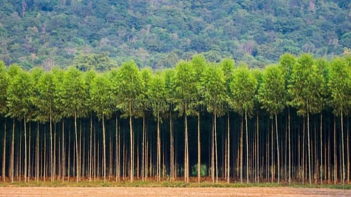 इस दमदार पेड़ का तना एकदम सीधा, गांठ-रहित और काफी ज्यादा मोटा होता है. अच्छी क्वालिटी के चलते प्लाईवुड फैक्ट्रियां और पेपर मिल वाले इसे हाथों-हाथ ऊंचे दामों पर खरीदते हैं. वजनदार लकड़ी होने की वजह से जब किसान इसे मार्केट में बेचते हैं तो उन्हें उम्मीद से कई गुना ज्यादा मुनाफा मिलता है.