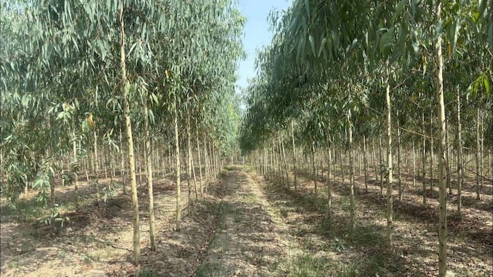 बीमारियों के मामले में भी P-23 वैरायटी का कोई तोड़ नहीं है. इस मजबूत पौधे में दीमक या किसी भी तरह के फंगस का खतरा ना के बराबर होता है. कम पानी या सूखे जैसे हालातों में भी यह आसानी से टिक जाता है. इसके चलते किसानों का मेंटेनेंस और कीटनाशकों पर होने वाला फालतू खर्च बच जाता है.