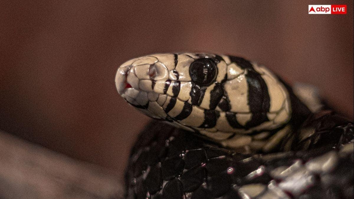 Snake Bites 6 Tribal Girls At School In Maharashtra's Gadchiroli; 3 Dead