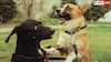Why Are People Afraid of Dogs: क्या कुत्ता देखकर आपके भी छूट जाते हैं पसीने? जानिए इसके पीछे का असली कारण