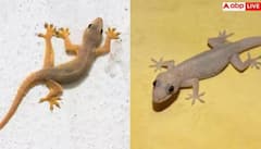  Why Girls Fear Lizards : ਸ਼ੇਰ-ਚੀਤੇ ਤੋਂ ਨਾ ਡਰਨ ਵਾਲੀਆਂ ਕੁੜੀਆਂ ਛਿਪਕਲੀ ਨੂੰ ਦੇਖ ਕੇ ਕਿਉਂ ਚੀਕ ਪੈਂਦੀਆਂ ਹਨ? ਸਾਹਮਣੇ ਆਇਆ ਅਸਲ ਕਾਰਨ