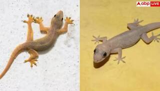  Why Girls Fear Lizards : ਸ਼ੇਰ-ਚੀਤੇ ਤੋਂ ਨਾ ਡਰਨ ਵਾਲੀਆਂ ਕੁੜੀਆਂ ਛਿਪਕਲੀ ਨੂੰ ਦੇਖ ਕੇ ਕਿਉਂ ਚੀਕ ਪੈਂਦੀਆਂ ਹਨ? ਸਾਹਮਣੇ ਆਇਆ ਅਸਲ ਕਾਰਨ