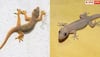  Why Girls Fear Lizards : ਸ਼ੇਰ-ਚੀਤੇ ਤੋਂ ਨਾ ਡਰਨ ਵਾਲੀਆਂ ਕੁੜੀਆਂ ਛਿਪਕਲੀ ਨੂੰ ਦੇਖ ਕੇ ਕਿਉਂ ਚੀਕ ਪੈਂਦੀਆਂ ਹਨ? ਸਾਹਮਣੇ ਆਇਆ ਅਸਲ ਕਾਰਨ
