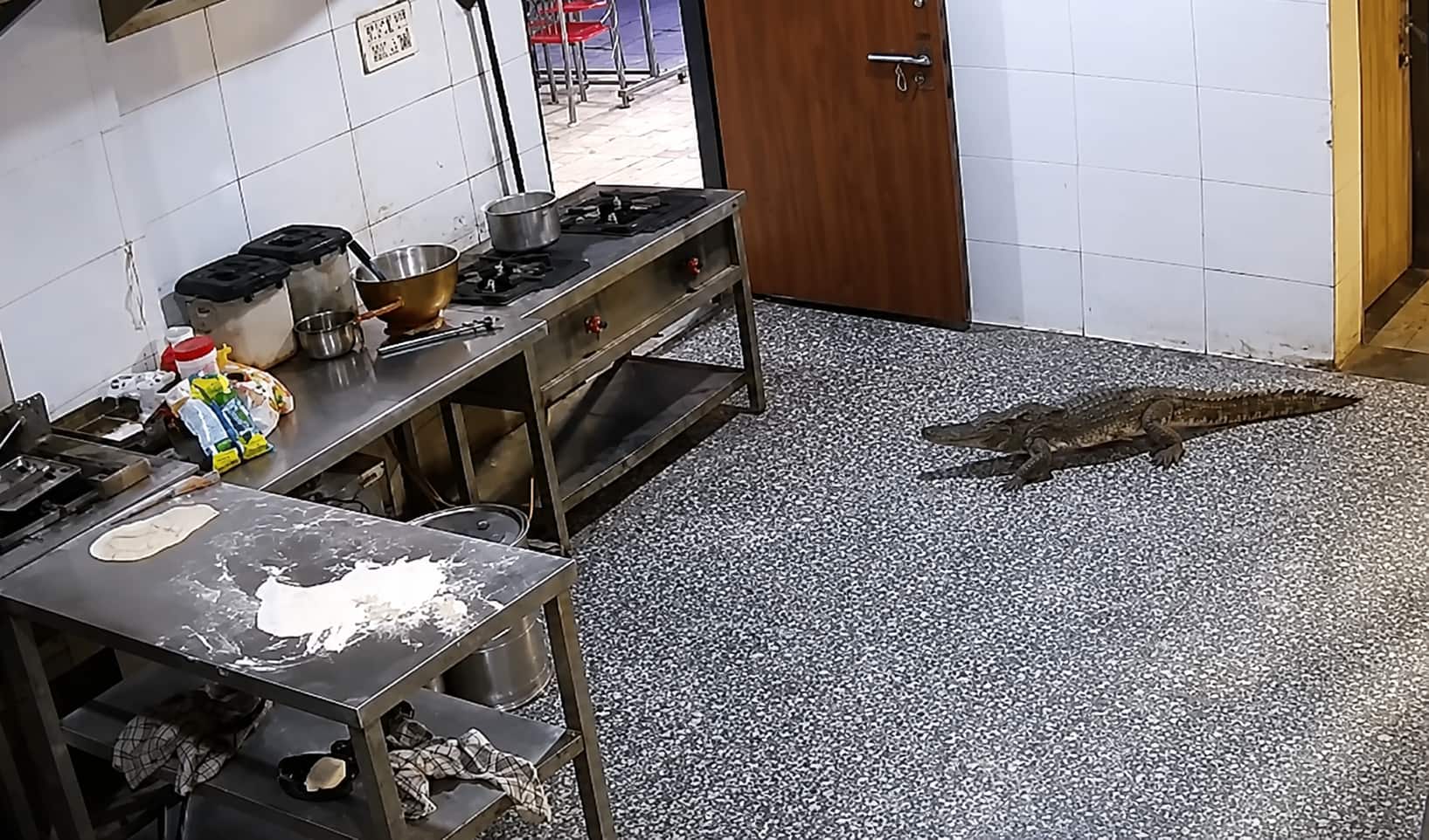 Crocodile Enters Kota Hostel Mess, Triggers Panic Among Students and Staff | WATCH