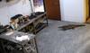 Crocodile Enters Kota Hostel Mess, Triggers Panic Among Students and Staff | WATCH