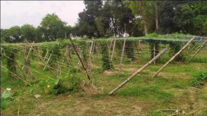 इस विधि का एक और बड़ा साइंटिफिक फायदा यह है कि पौधों को भरपूर धूप और हवा मिलती रहती है. पत्तियों और तनों में हवा का सही वेंटिलेशन होने की वजह से फंगल इंफेक्शन और कीड़ों का अटैक बहुत कम हो जाता है. कीटनाशकों का इस्तेमाल कम होने से खेती की लागत घटती है और शुद्ध ऑर्गेनिक फसल मिलती है.