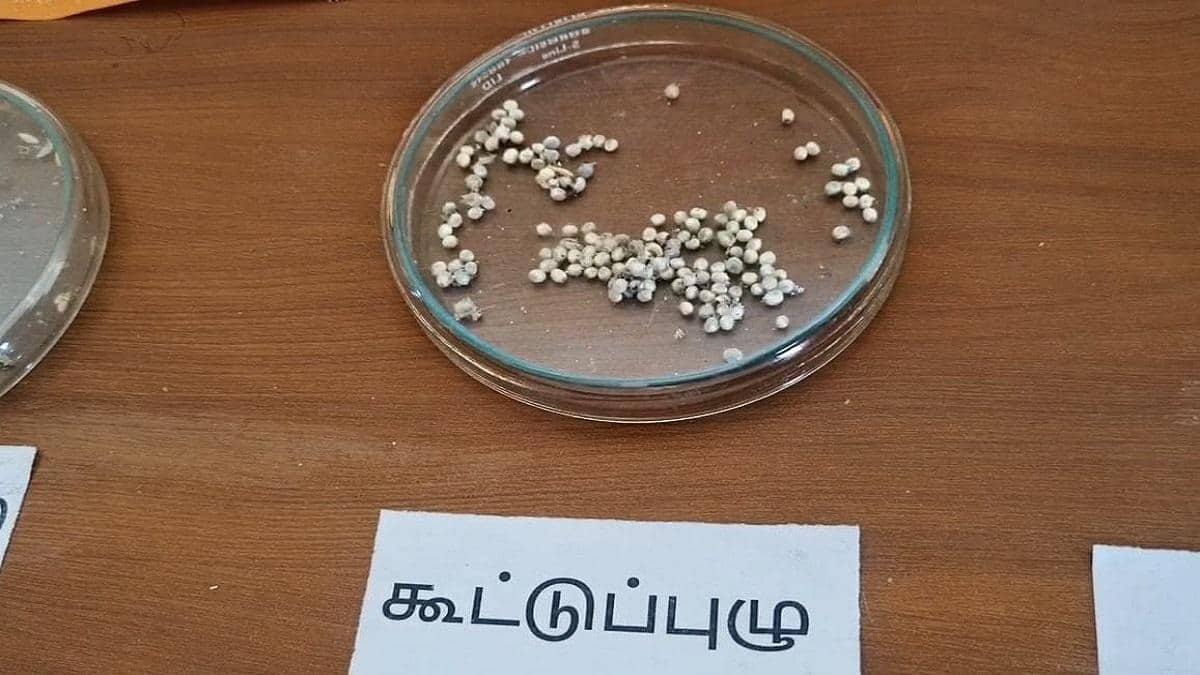 தென்னையில் சுருள் வெள்ளை ஈ தாக்குதலை கட்டுப்படுத்த உயிரியல் தொழில்நுட்பம்