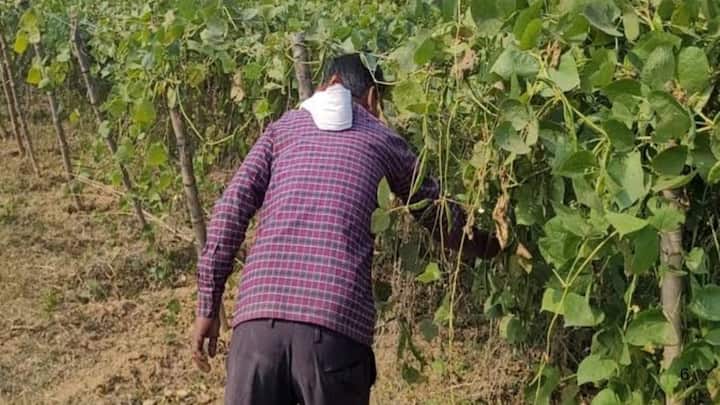 मचान बनाने के लिए खेत में 6 से 8 फीट लंबे बांस के खंभे गाड़कर उन पर मजबूत तार और सूतली या प्लास्टिक का जाल बांध दिया जाता है. जब बेलें थोड़ी बड़ी होने लगती हैं. तो उन्हें धागे के सहारे धीरे-धीरे ऊपर जाल पर चढ़ा दिया जाता है. एक बार ढांचा बनने के बाद फसल संभालना काफी आसान हो जाता है.