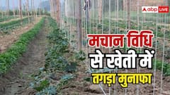 मानसून में मचान विधि से करें खेती, कम जगह में भी मिलेगा शानदार उत्पादन