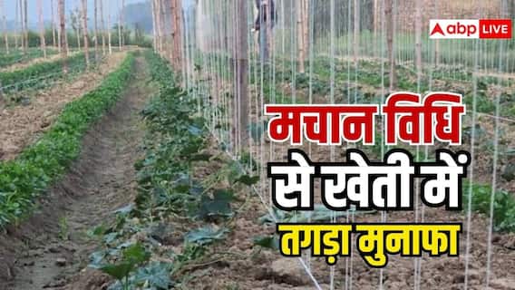 मानसून में मचान विधि से करें खेती, कम जगह में भी मिलेगा शानदार उत्पादन मानसून में मचान विधि से करें खेती, कम जगह में भी मिलेगा शानदार उत्पादन
