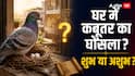 घर में कबूतर का आना और घोंसला बनाना: शुभ या अशुभ? जानिए नारद संहिता और वास्तु का सच