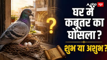 घर में कबूतर का आना और घोंसला बनाना: शुभ या अशुभ? जानिए नारद संहिता और वास्तु का सच