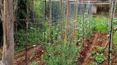 मानसून में मचान विधि से करें खेती, कम जगह में भी मिलेगा शानदार उत्पादन