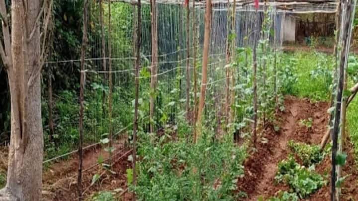मचान विधि से खेती करने का सबसे बड़ा फायदा यह है कि बारिश का पानी सीधे फल और पत्तियों के संपर्क में नहीं आता. जब फल जमीन की गीली मिट्टी से दूर ऊंचे ढांचे पर लटकते हैं, तो उनके सड़ने-गलने का चांस एकदम खत्म हो जाता है. इससे फसल की क्वालिटी बेहतर रहती है और बाजार में दाम अच्छे मिलते हैं.