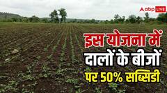 दलहन की खेती से बढ़ेगी कमाई, उन्नत बीजों पर सरकार दे रही 50% सब्सिडी