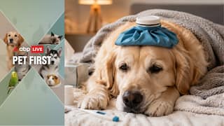 Pet First | Is Your Dog Feeling Unwell? Here's How To Tell If Your Fur Baby Has A Fever