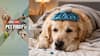 Pet First | Is Your Dog Feeling Unwell? Here's How To Tell If Your Fur Baby Has A Fever