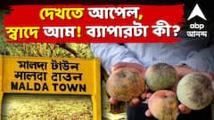 Malda Apple Mango : দেখতে আপেল, স্বাদে আম! মালদায় 'আম-চর্চা'