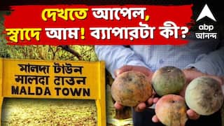 Malda Apple Mango : দেখতে আপেল, স্বাদে আম! মালদায় 'আম-চর্চা'