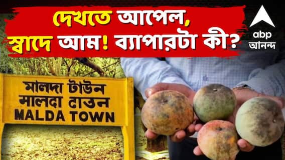 Malda Apple Mango : দেখতে আপেল, স্বাদে আম! মালদায় 'আম-চর্চা'