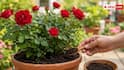 गार्डन में लगे गुलाब के पौधे में नहीं आ रहे फूल, ये गलतियां तो नहीं कर रहे आप?