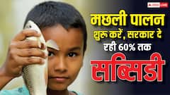 मछली पालन पर 60% सब्सिडी दे रही सरकार, 31 अगस्त तक का है मौका