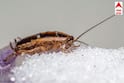 Cockroach Home Remedies: ਕੀ ਕਾਕਰੋਚ ਤੁਹਾਡੀ ਰਸੋਈ ਵਿੱਚ ਅਕਸਰ ਆਉਂਦੇ ਹਨ? ਕੀਟ ਕੰਟਰੋਲ ਤੋਂ ਬਿਨਾਂ ਇਸ ਸਧਾਰਨ ਤਰੀਕੇ ਨਾਲ ਉਨ੍ਹਾਂ ਤੋਂ ਤੁਰੰਤ ਛੁਟਕਾਰਾ ਪਾਓ।
